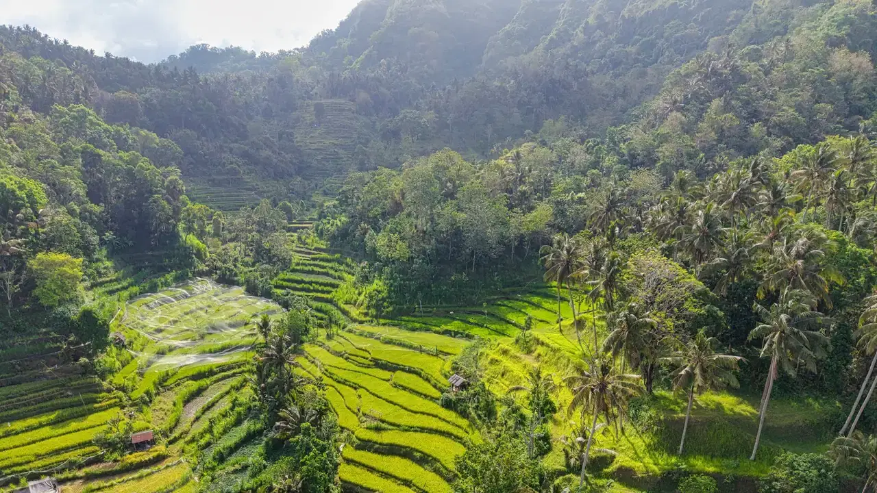 Lush green rice terraces in Bali, Indonesia
